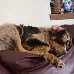 Australian shepherd