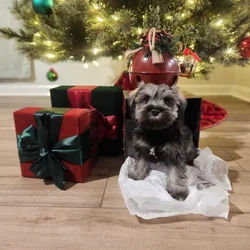 Miniture Schnausers Ready now for Loving Home