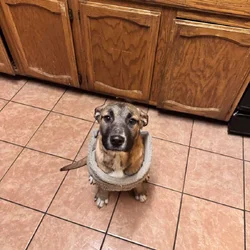 Puppy looking for a home