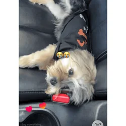 8 month morkie puppy