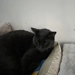 Bonded pair for rehoming