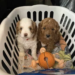 Female Multi-Gen Goldendoodles, hypoallergenic