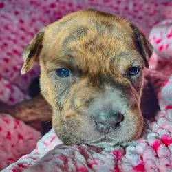 Pitbull Mastiff Babies for Valentine’s Day