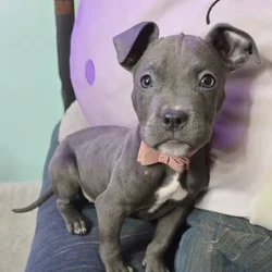 Xl bully