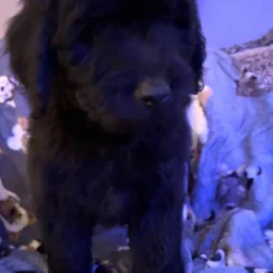Golden doodle puppies