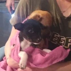 Puppies