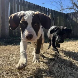 Pit & mix puppies