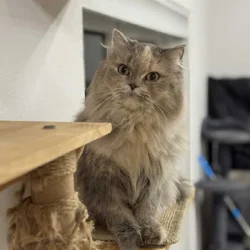 Beautiful long fur Scottish Straight female cat