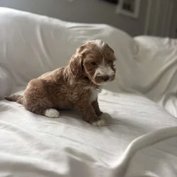 Mini Aussiedoodles!!