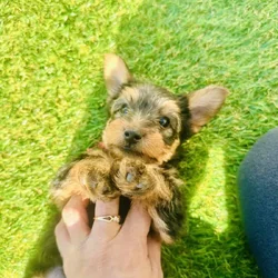Adorable Yorkieshire Boy