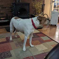 dog for adoption