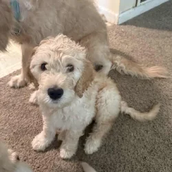 Female Goldendoodle Isabella