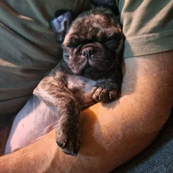 Sweet playful brother pugs