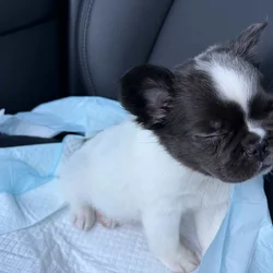 Fluffy French bulldog puppy black-and-white