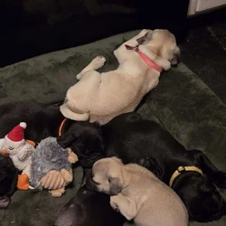 Pug puppies for sale