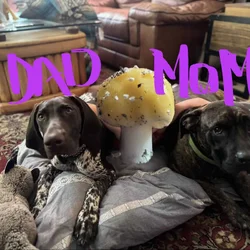 Cane Corso X German Shorthair Pointer
