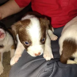 Rehoming puppies