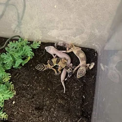 Assorted leopard geckos