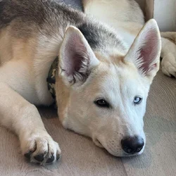 Please adopt Koa