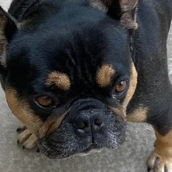 10 year old french bull dog needs new home