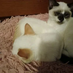 Siamese kitten