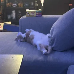 Luna and Angel