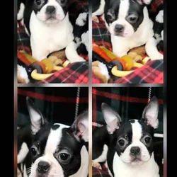 CKC Boston Terrier puppies