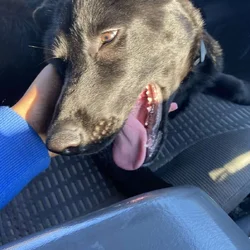 Giving my dog away due to life circumstances
