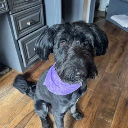 Aussiedoodle Teddy