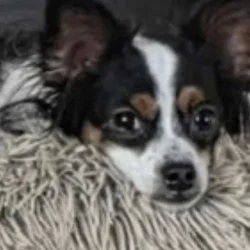 Looking to Rehome my dog