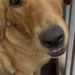 9 month old Golden Labrador Female