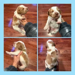 Brittany Pups