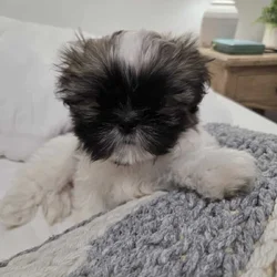 Shi-Zhu puppies/ Born 11/22/2025