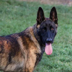 3yr old, female, veteran trained, Belgian Malinios