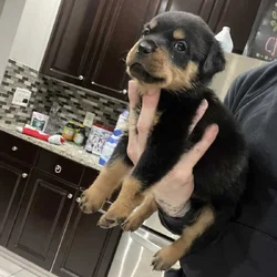 Dark Green Male Rottweiler