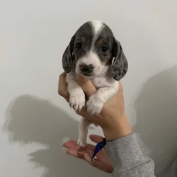 Miniature Dachshund for sale
