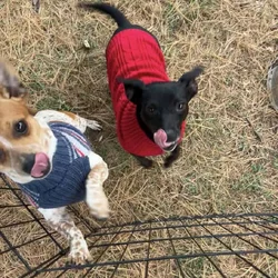Chaweenie dogs