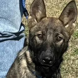 Female GSD Puppy - DeDe