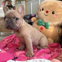 14 week old French Bulldog