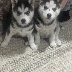 Sebirian puppys for sale