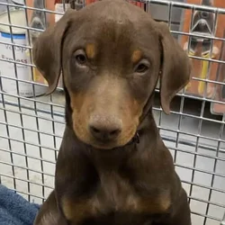Rehoming Red Doberman Puppies