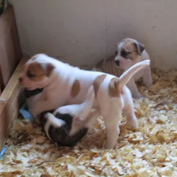 NKC American Bulldog pups