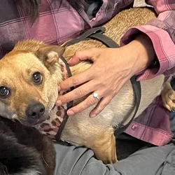 Chihuahua mix needs a good new home (Roseville)
