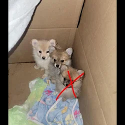 Pomeranians
