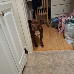 Female Pit