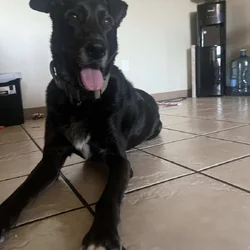 Adult Lab mix