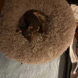 Min pin puppies