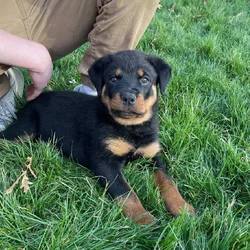 Akc Rottweiler