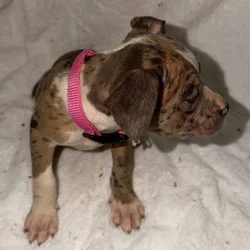 Bully Pit Puppies - Looking For A Loving Home