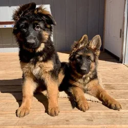 German Shepherds Puppies 5-8 weeks